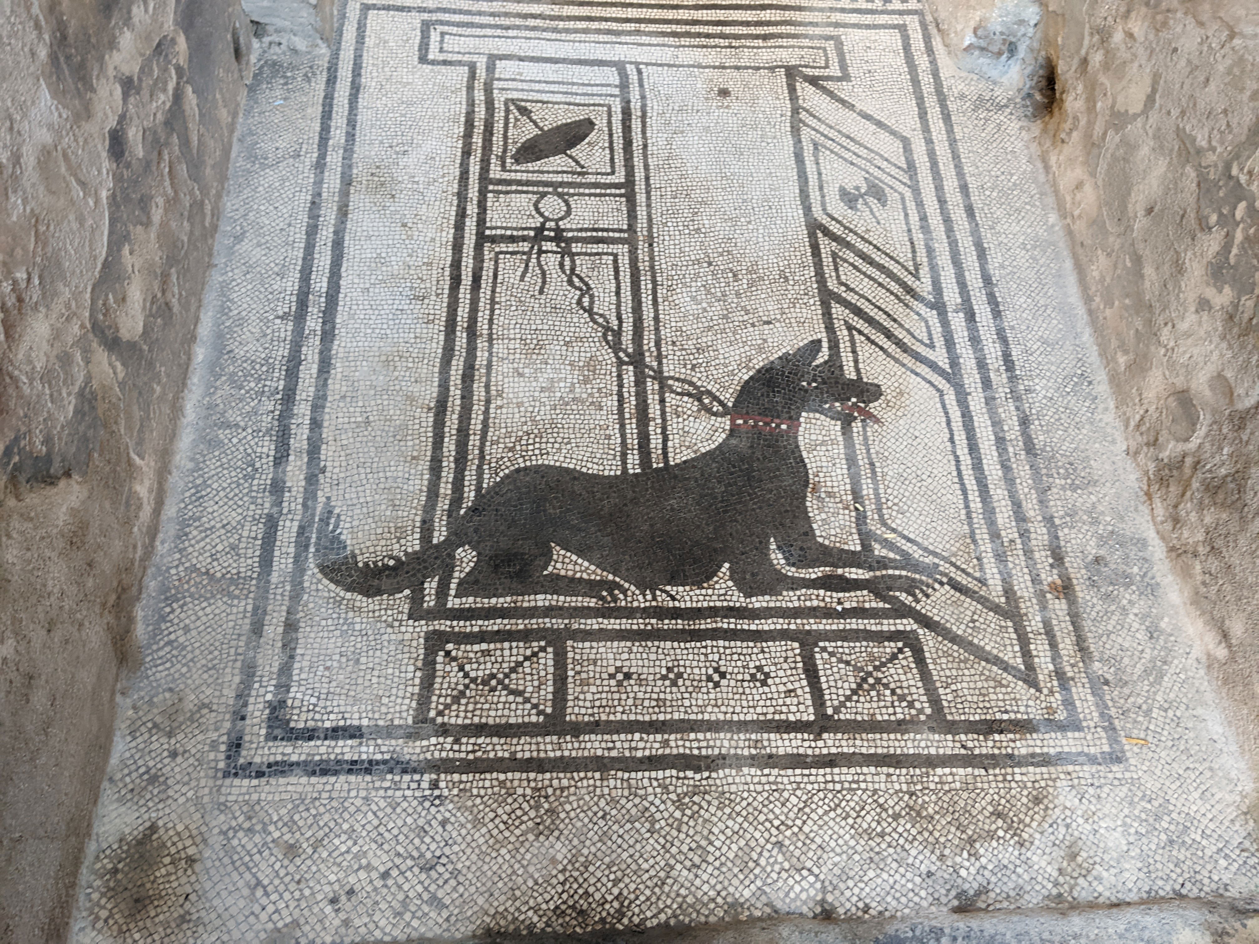 Dog in house Dog in house