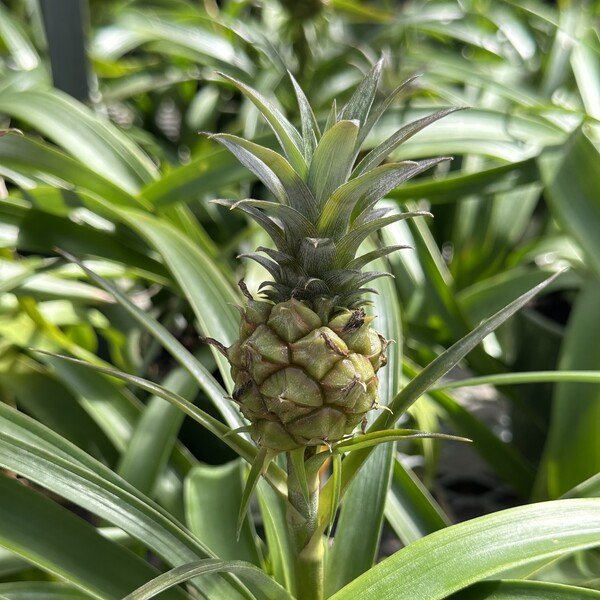 Baby pineapple. 'Testing'