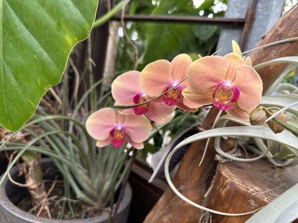 Orchid at Wilson Nurseries, Frankfort KY