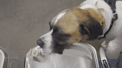Dog drinks water from a human water fountain