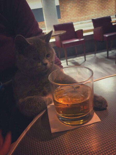 Cosmo was around ~1.5 yo when this picture was taken and turns 8 years old today. Both Al and Al used to work as bartenders then. 