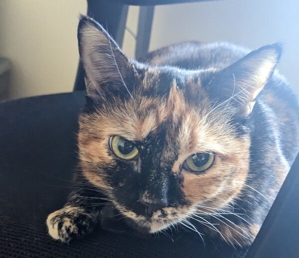 Close up of a tortie cat, with short orange and black fur. She has green eyes and tabby cat markings around her eyes.