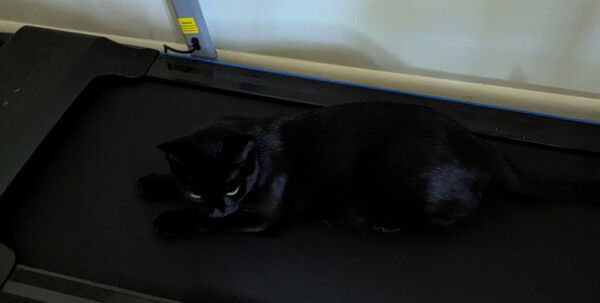 A solid black cat with green eyes, lying on a treadmill. She blends in really well with her environment.