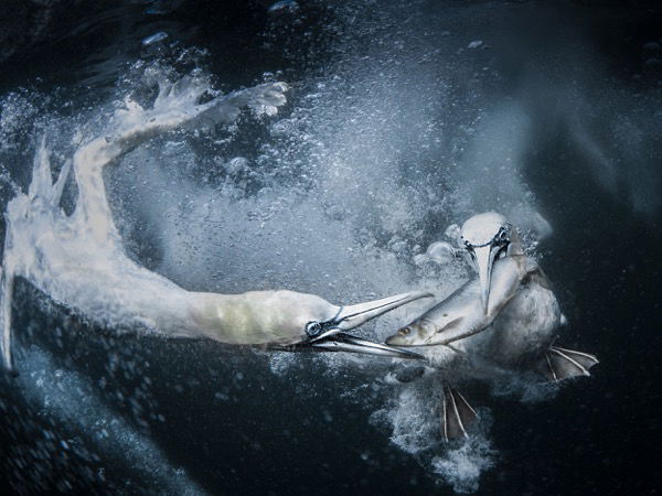 Two birds under water fighting over a fish