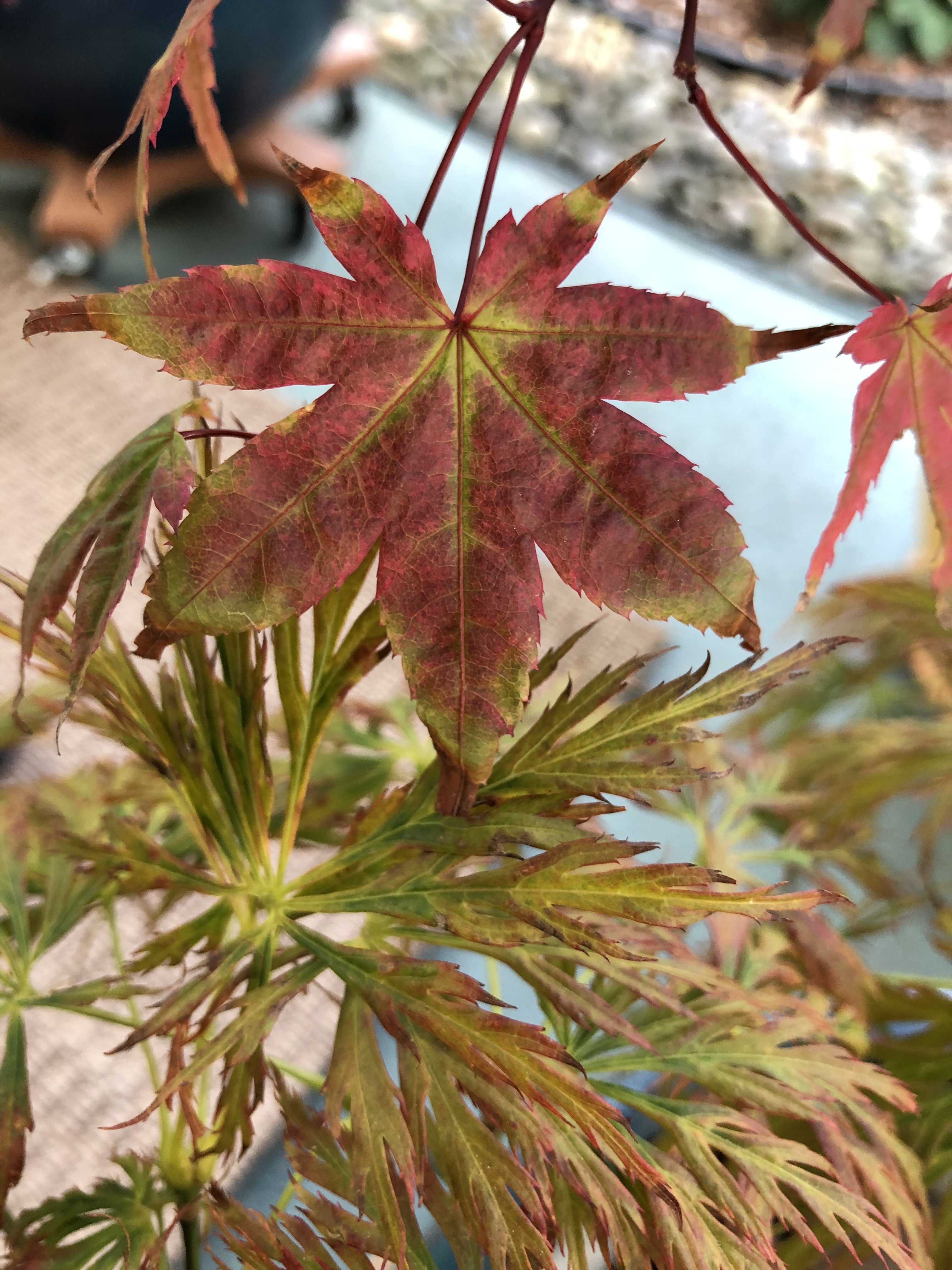 Overlapping Japanese maple leaves of different color and texture, with reds and greens melding together, some leaves are fine and ferny and another thickly lobed.    Photo date: October 13, 2019