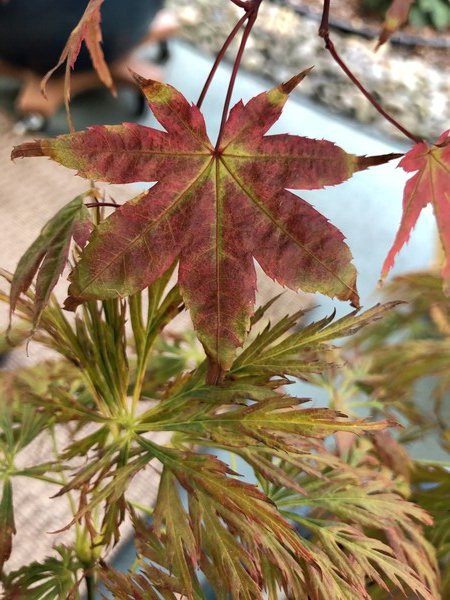 Overlapping Japanese maple leaves of different color and texture, with reds and greens melding together, some leaves are fine and ferny and another thickly lobed.

Photo date: October 13, 2019