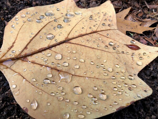 A large golden colored leaf on the ground with beaded up water droplets catching the light.