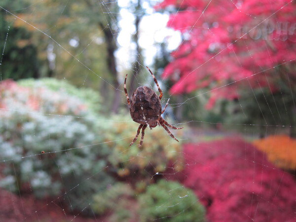 A large orb spider makes a web across an out of focus fall scene in the background with blue, green, orange, and red leaves shrubs and trees.