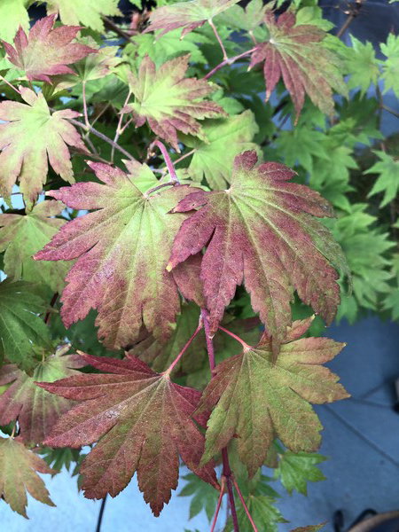 Green Japanese maple leaves beginning to turn red.