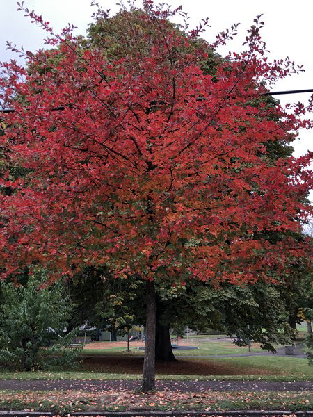 A tupelo tree in prime fall color with brilliant red, orange, to almost fuchsia leaves, along a sidewalk with city park in the background.