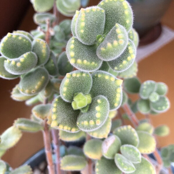 Cotyledon tomentosa with fuzzy bear paw type leaves clustered in opposing pairs like hands with several flower buds forming in the center of the clusters.