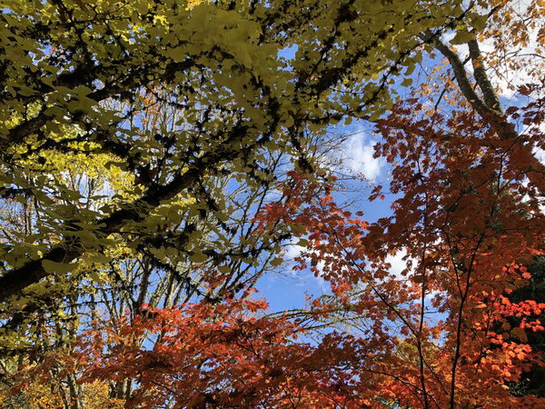 Two overlapped trees divide the frame with a cloud dotted blue sky behind. The tree on the left has golden colored leaves, the tree on the right has orange-red leaves.