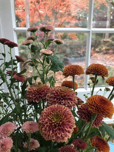 A bouquet of multi-colored mum blooms in front of a window that looks out over a garden full of fall color.