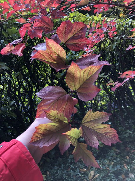 Colorful leaves glowing on a tree with a single branch being pulled down by an arm with a bright pink raincoat.