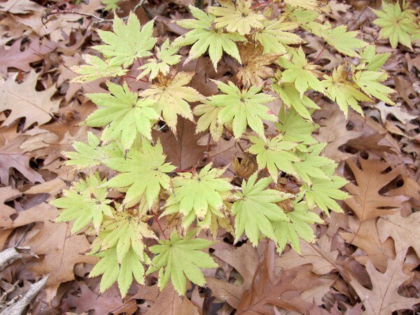A small Japanese maple with chartreuse green leaves rises out of a bed of brown oak leaves on the ground around it.