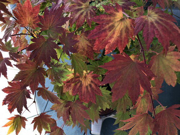 Japanese maple leaves in the transition from green to red showing all shades of yellow and orange on the way.
