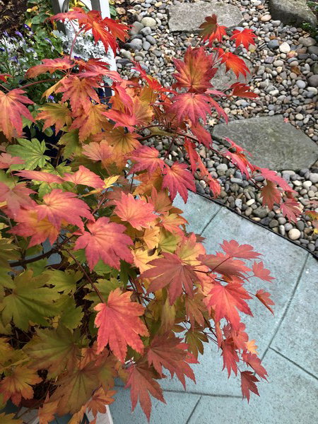 The little Japanese maple on my patio with incredible changing fall color, getting better every day. A rock path disappears in the background.