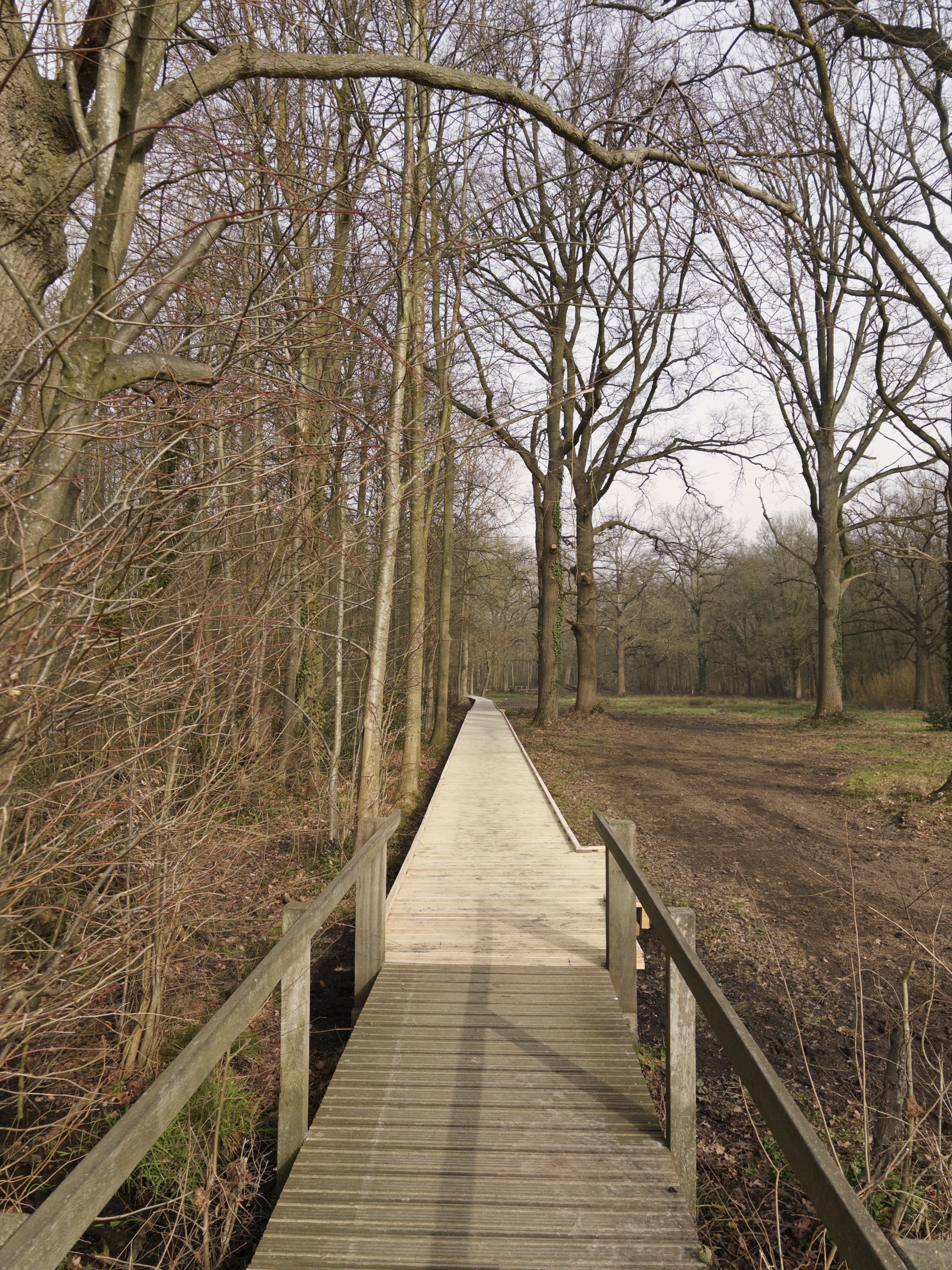 A straight wooden boardwalk with railings on both sides runs through a leafless forest. Tall trees with bare branches line the path, the ground to either side covered in brown leaves and dirt, under an overcast sky.