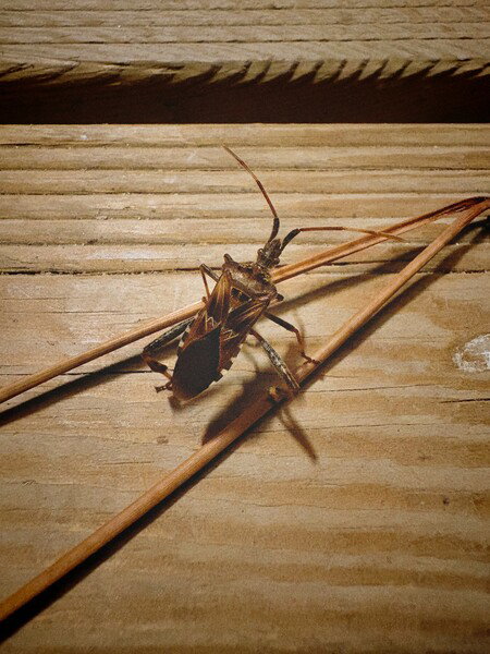 Beest.