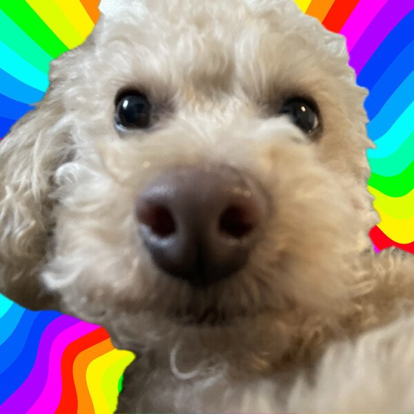 Close -up of a cavapoo's face. The dog's nose is close to the camera, taking up the whole frame. There is a wavy rainbow background.