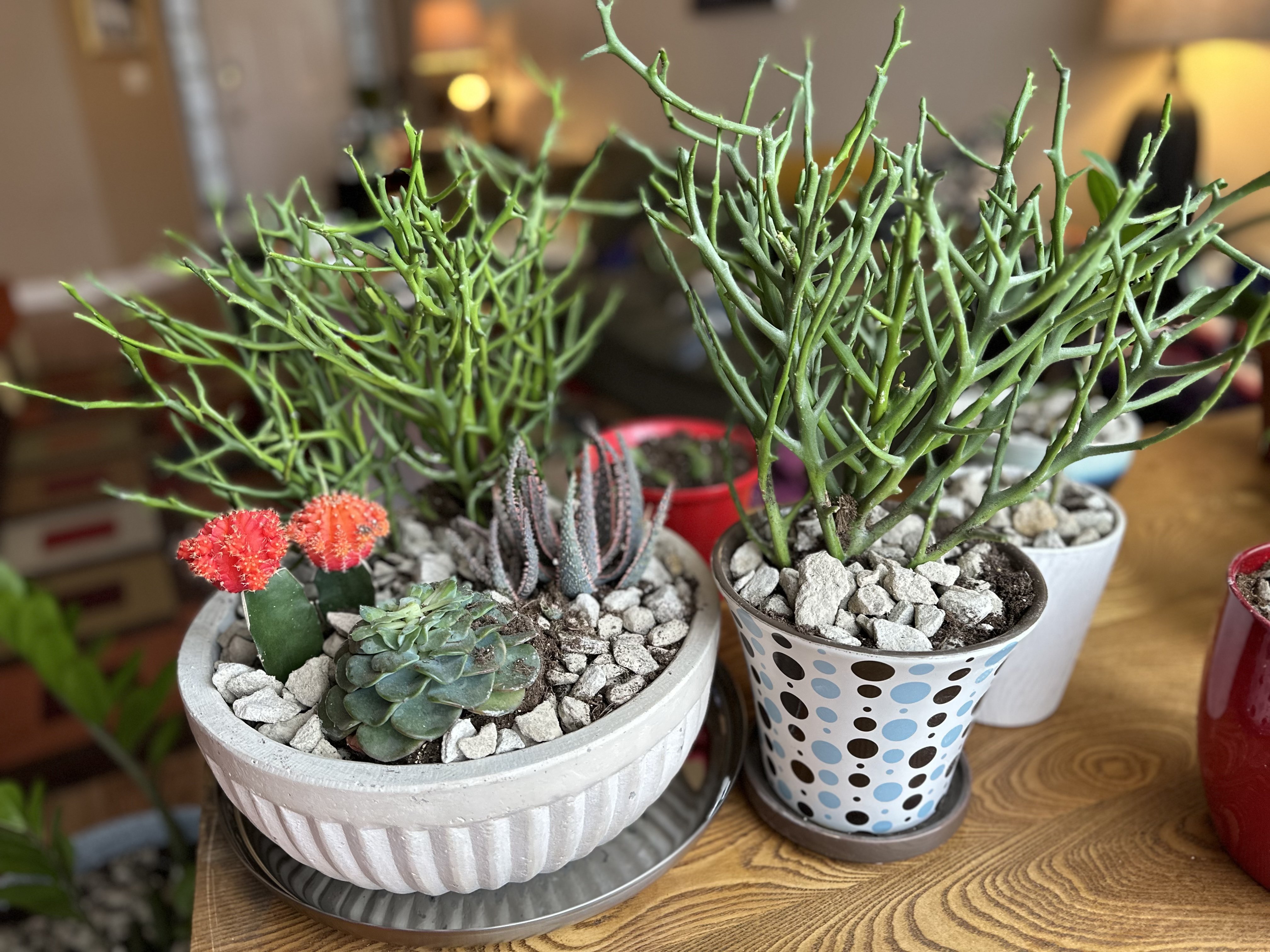 Two pots containing succulents. One pot has two cacti, a green succulent, a green coral-looking plant, and a purple aloe plant. The other pot contains a green coral looking plant.