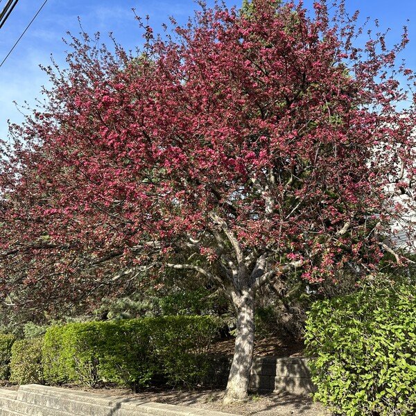 Tree blooming in spring.