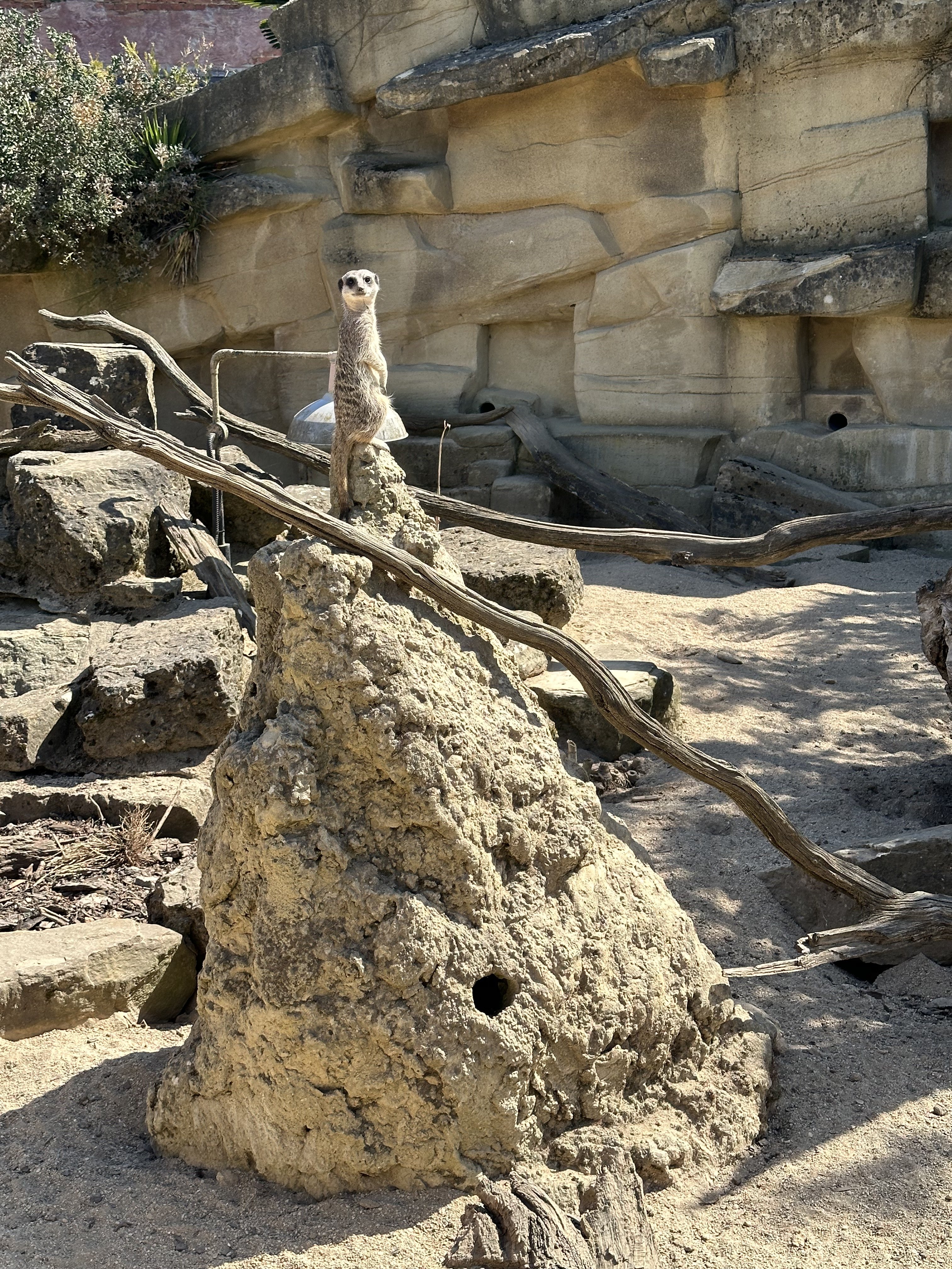 A meerkat standing tall,  perched upon rock at the Cotswold Wildlife Park and Gardens