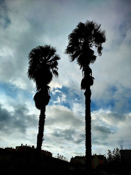 duas palmeiras em benfica