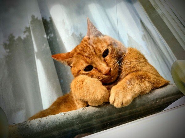 Um gato laranja numa janela.

---

- [Back to my page!](https://benjamim.omg.lol)