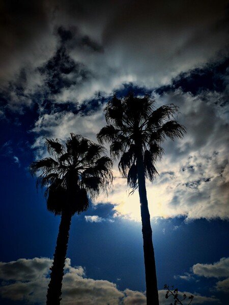 2 palmeiras 