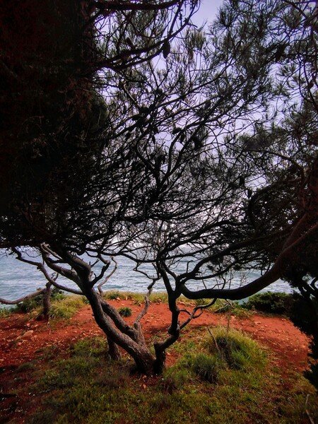 Árvore no mar do Guincho 