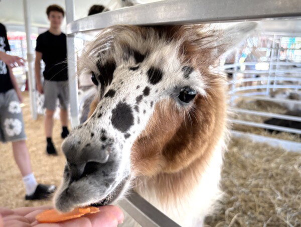Feeding an alpaca at the fair 💕
