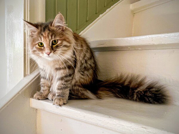 Met this cute cat during a house inspection. 
