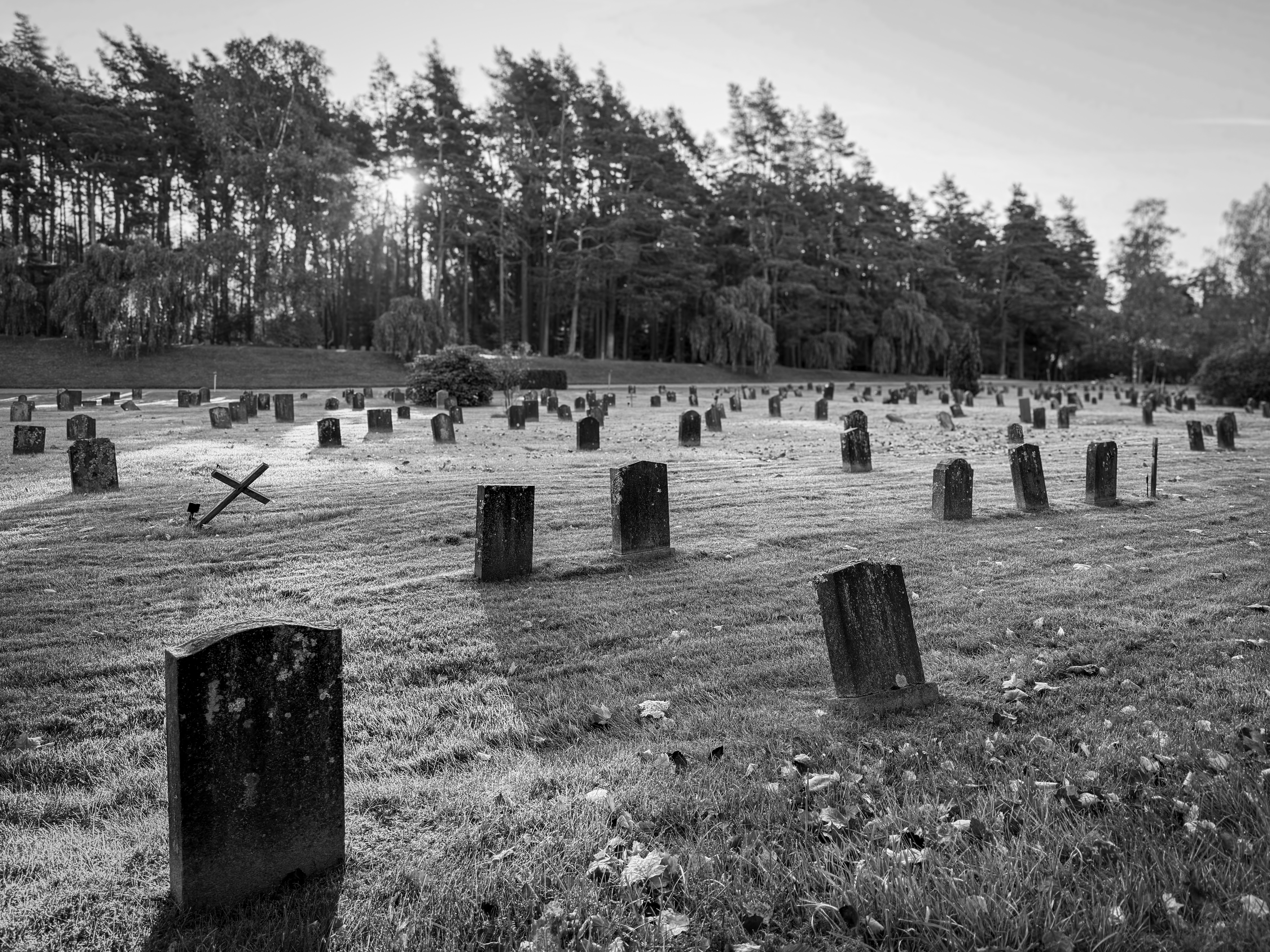 Weathered headstones on a leaf-strewn lawn, backlit by low sun through tall pines. Black and white.