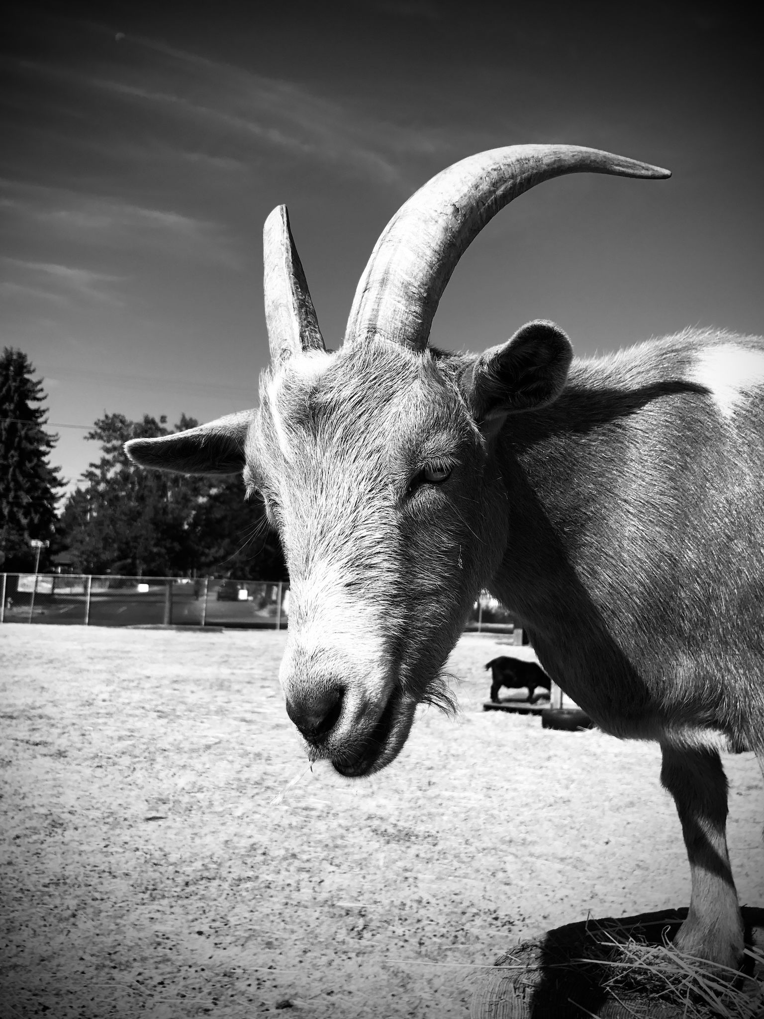 A lone Nigerian dwarf goat whose body is mostly out of view to the right turns to look toward the camera