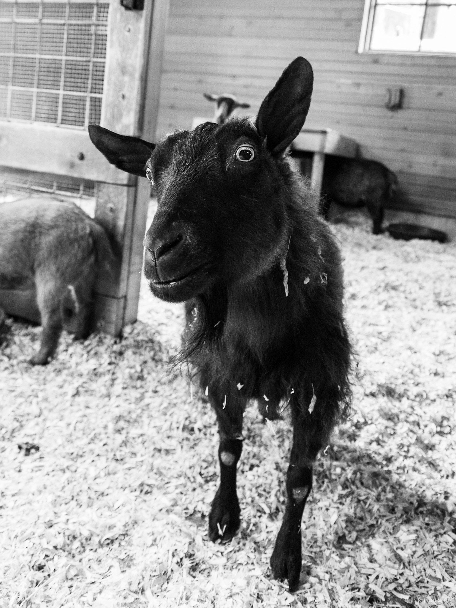 Black and white view of an old, black goat facing forward in a barn and looking directly into the camera.