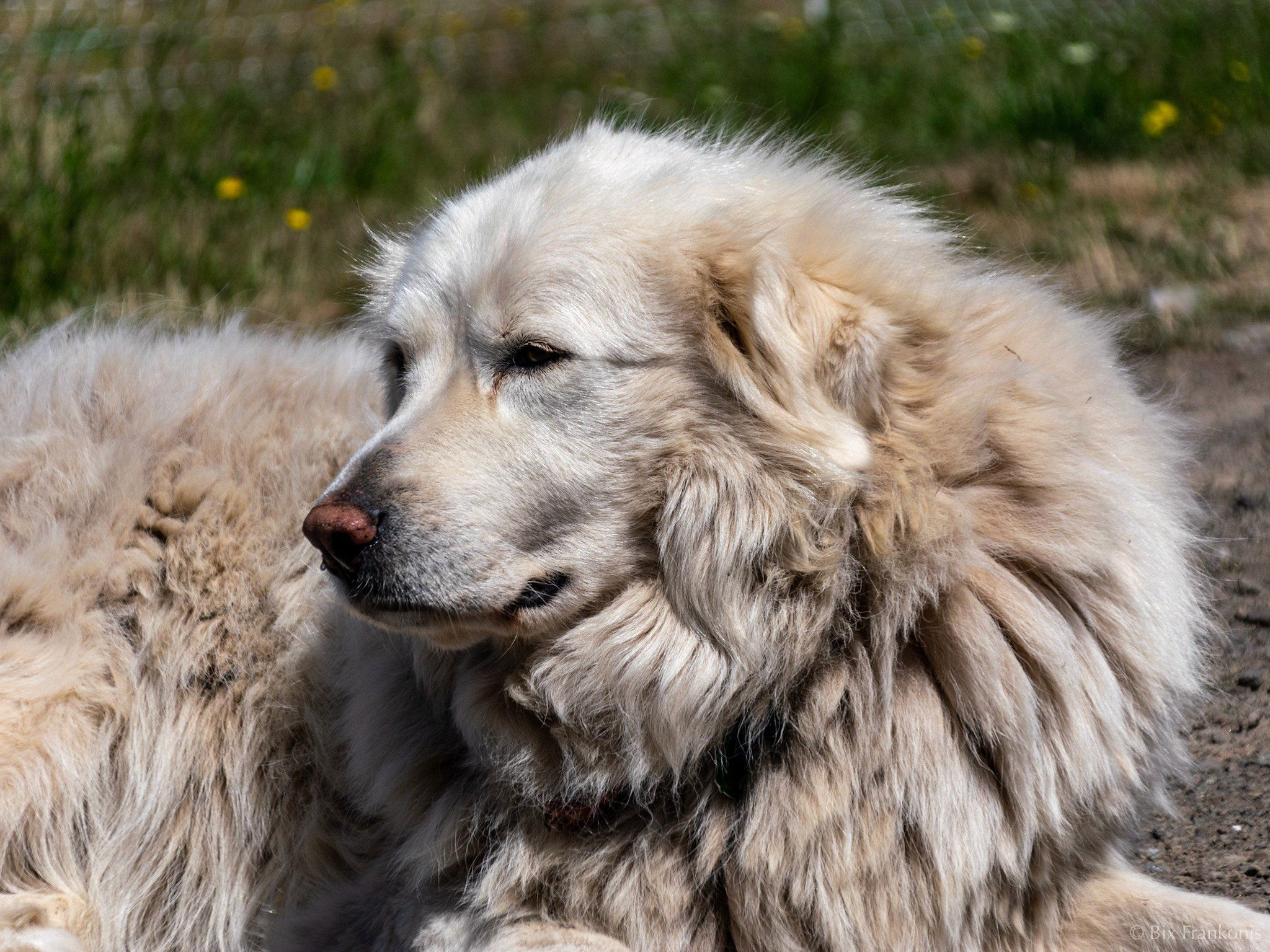 Three-quarter view portrait of a shaggy, dirty-white farm dog.