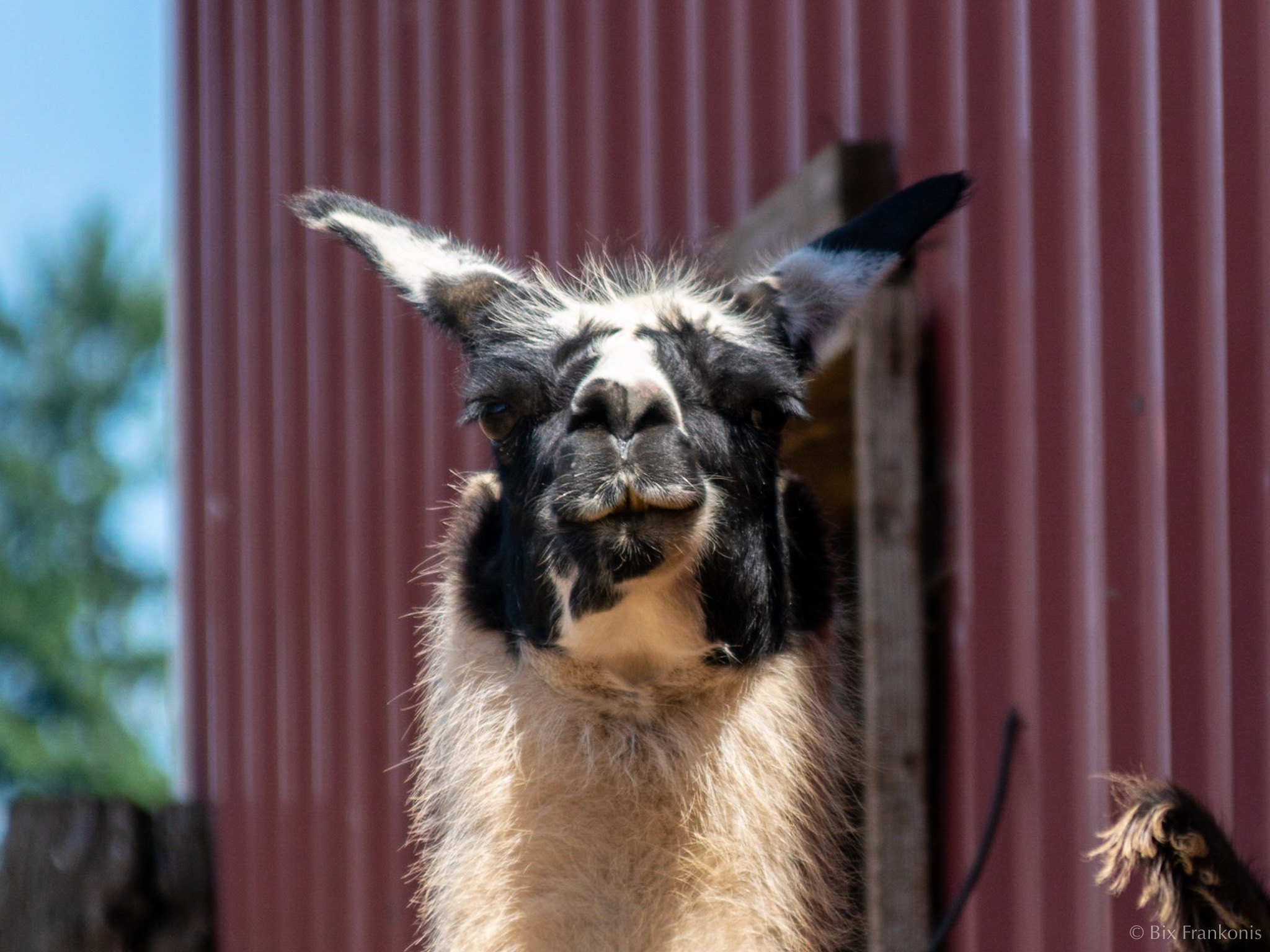 A portrait of a black-and-white llama looking directly into the camera, 