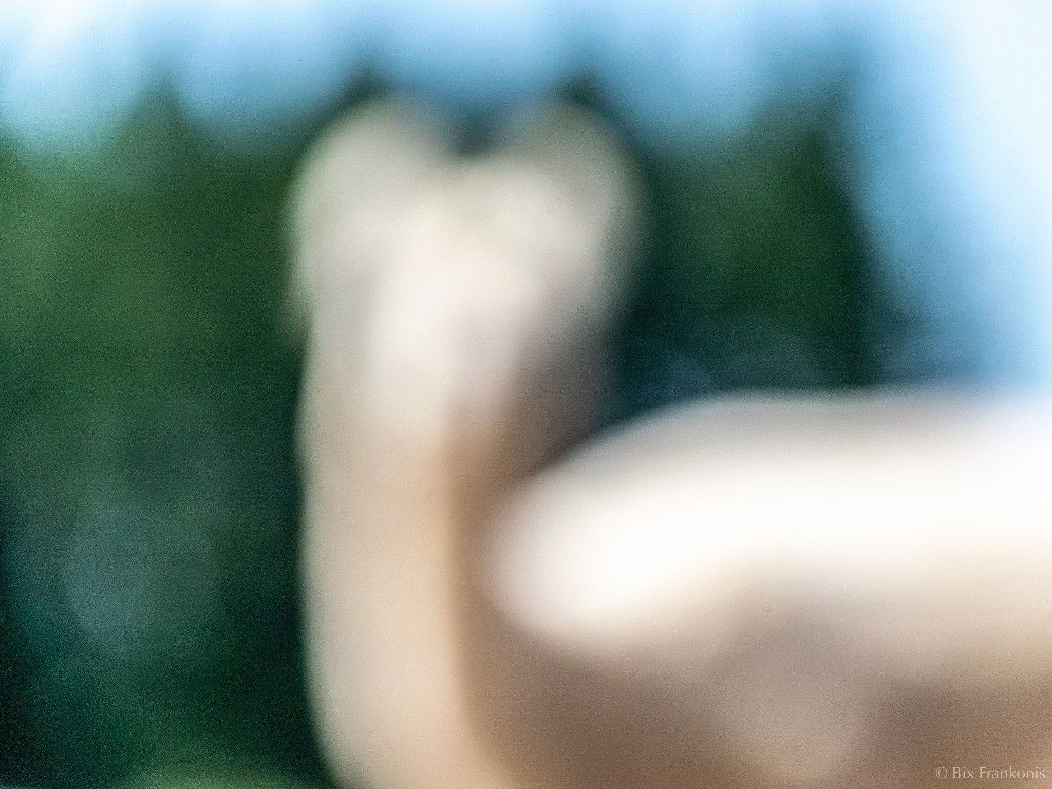 An out-of-focus side view of a white llama.