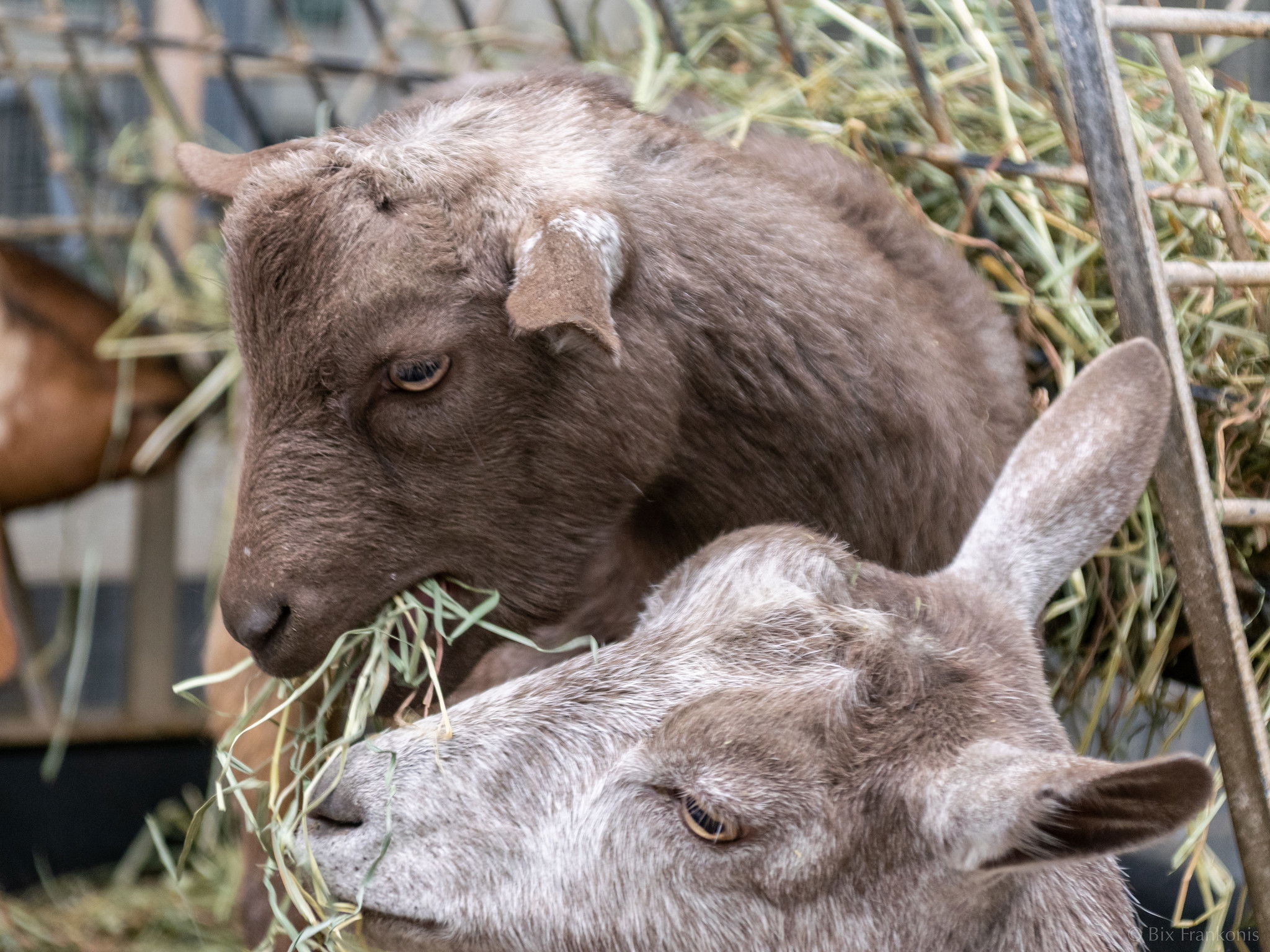 Close view of a silver adult goat and her brown son at a feeder.