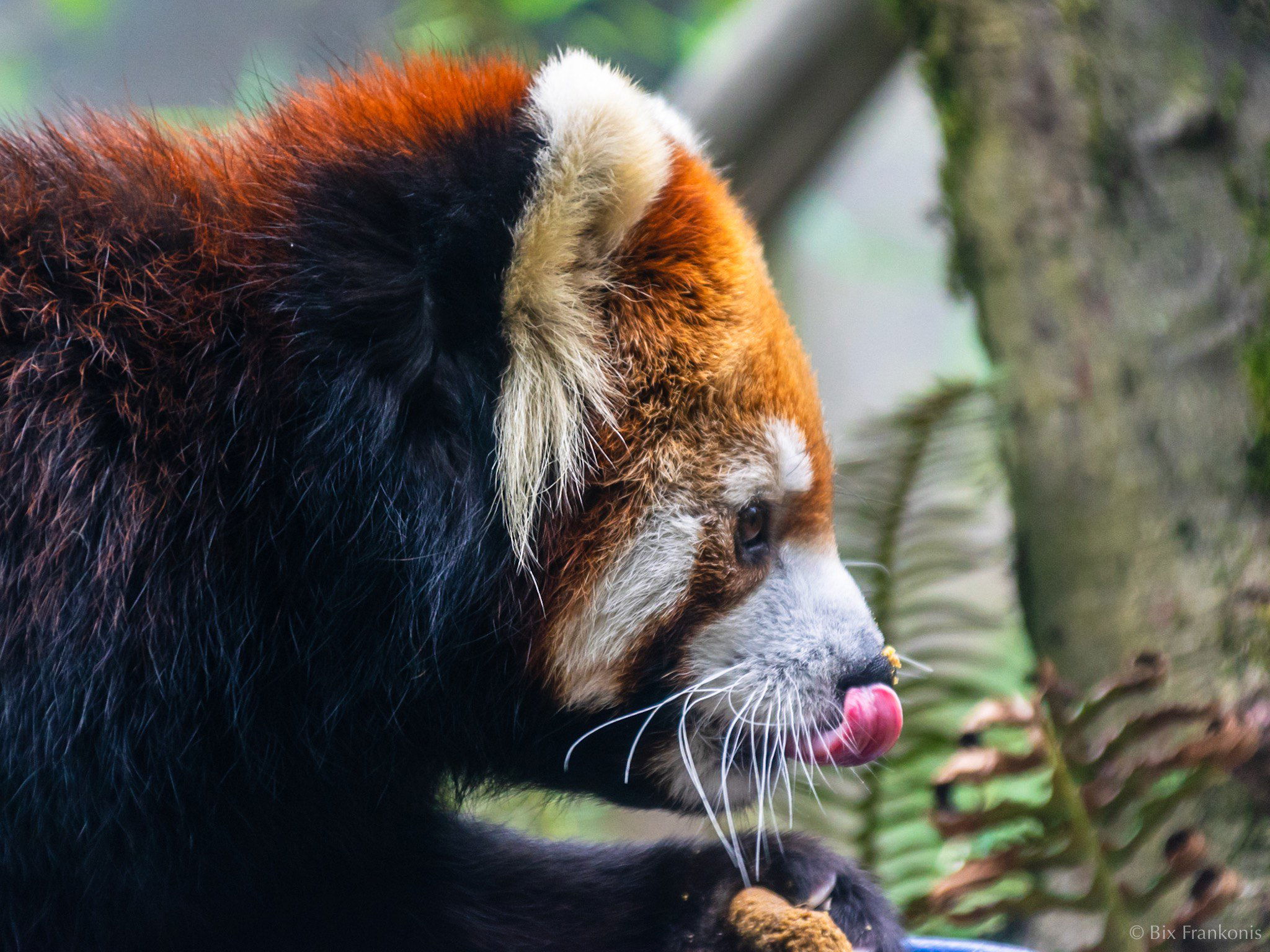 A red panda in profile licking its nose.