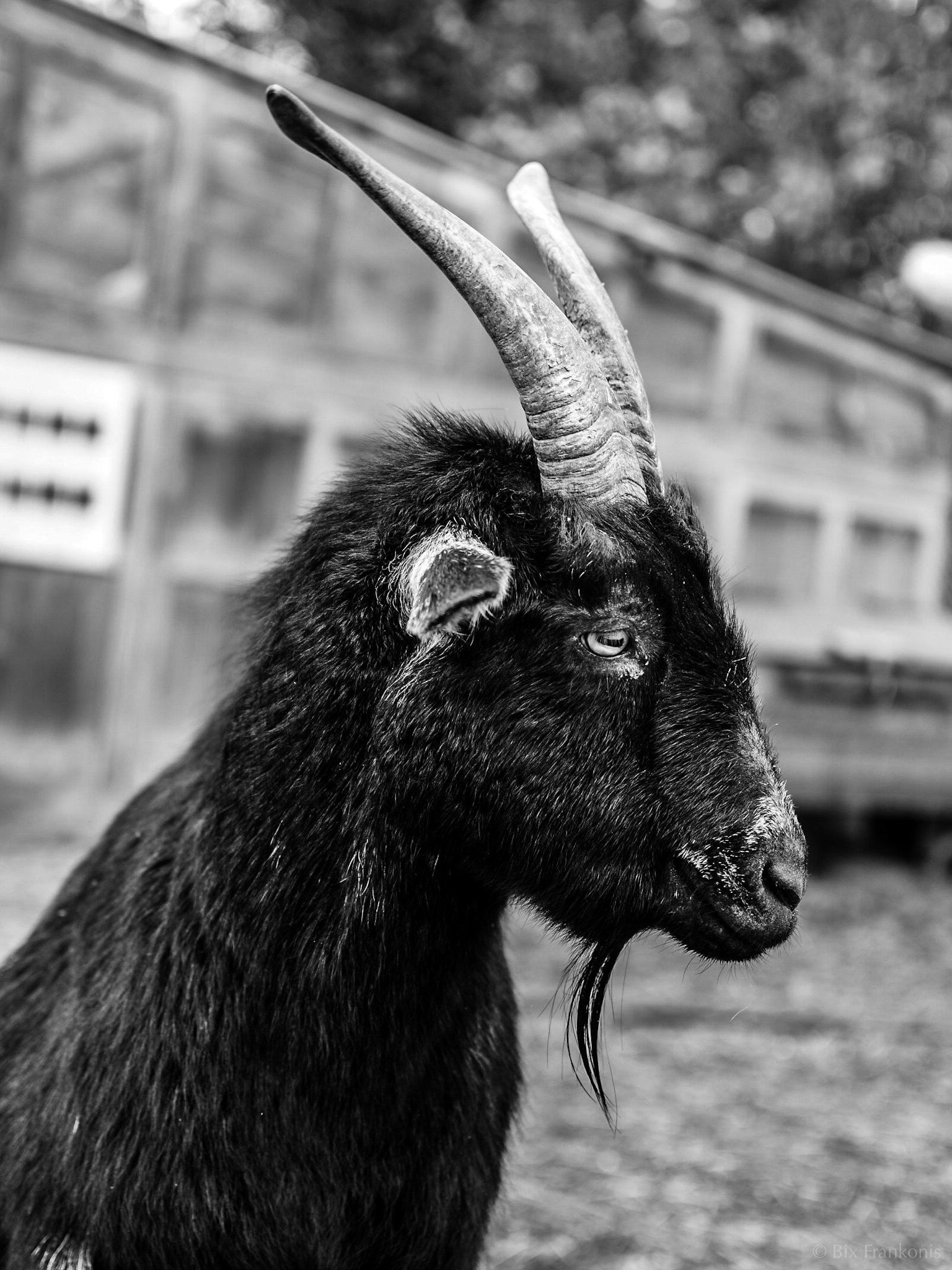 Profile view of a black goat with gently-curving horns