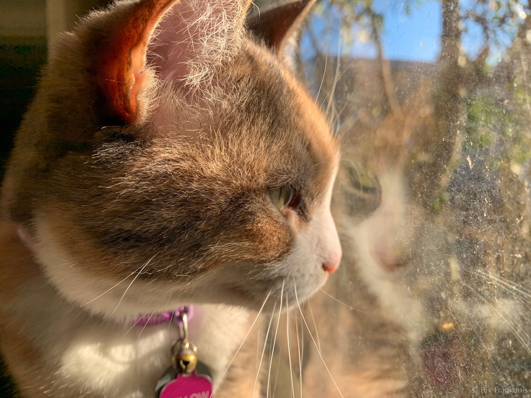 Seen in close profile, a dilute calico domestic shorthair cat looks right, through a window in which her reflection can be seen