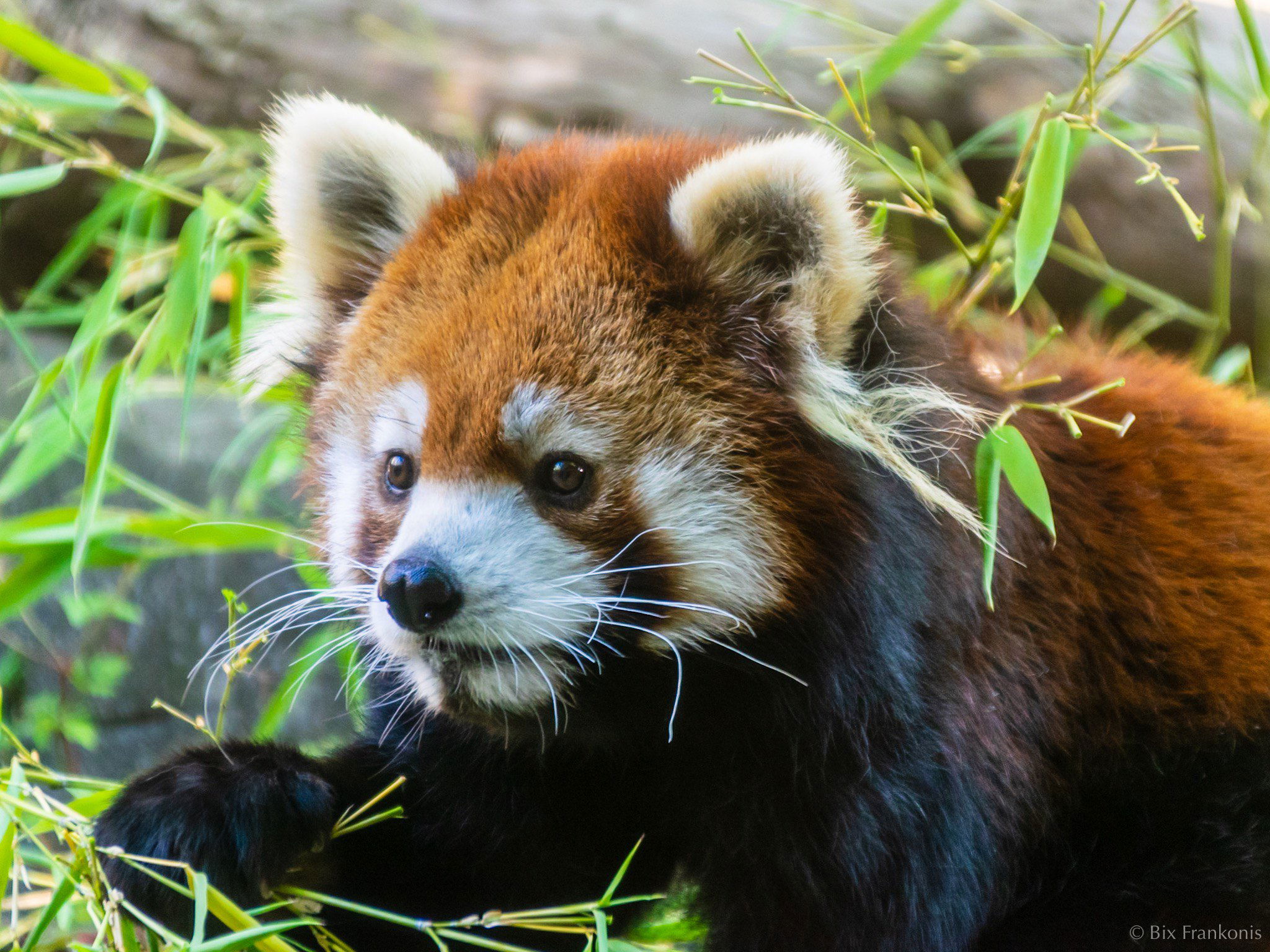 Three-quarter profile of a red panda among bamboo leaves.