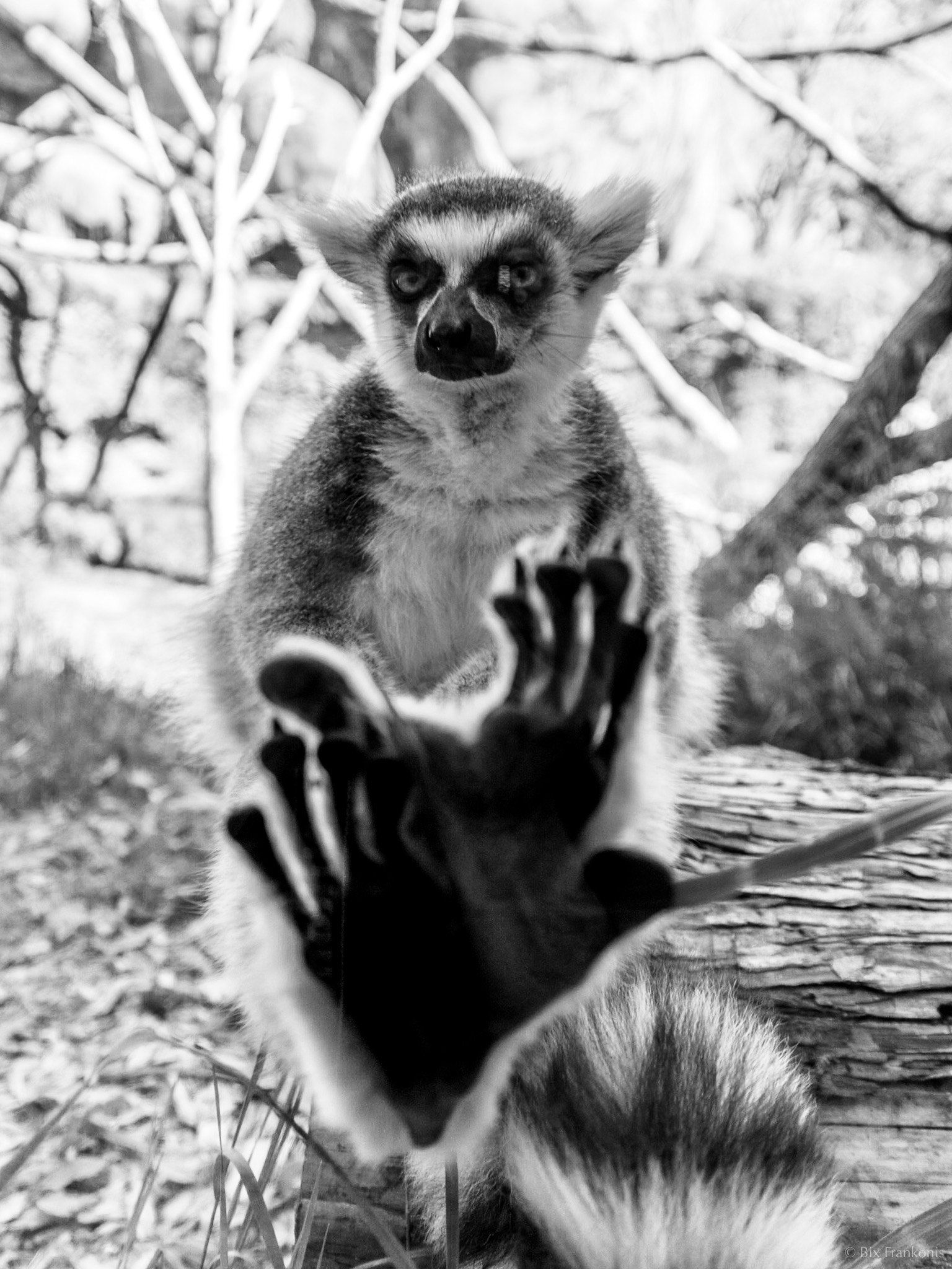 Black and white view of a lemur sitting on a log, feet close against the glass, and looking directly into the camera.