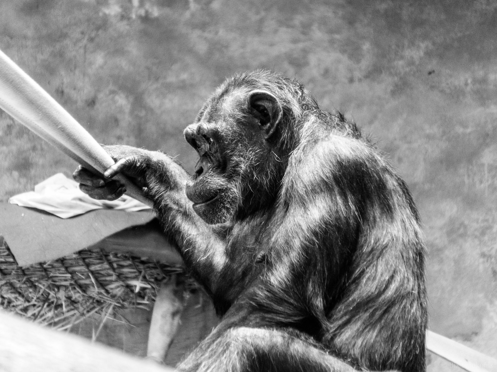 Black and white profile view of a chimpanzee sitting and holding onto a rail in one hand.