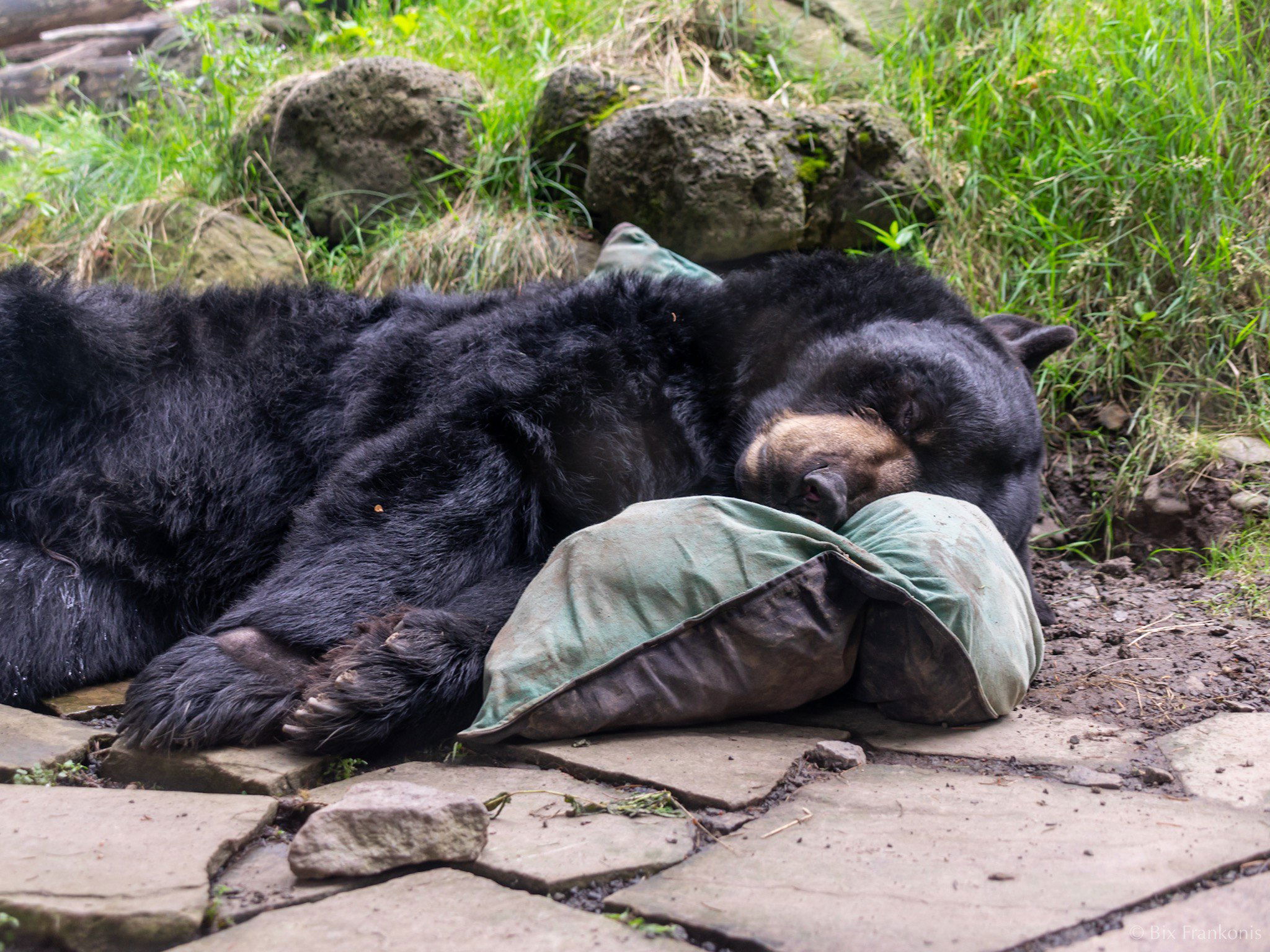 A black bear sleeps with head on a pillow.