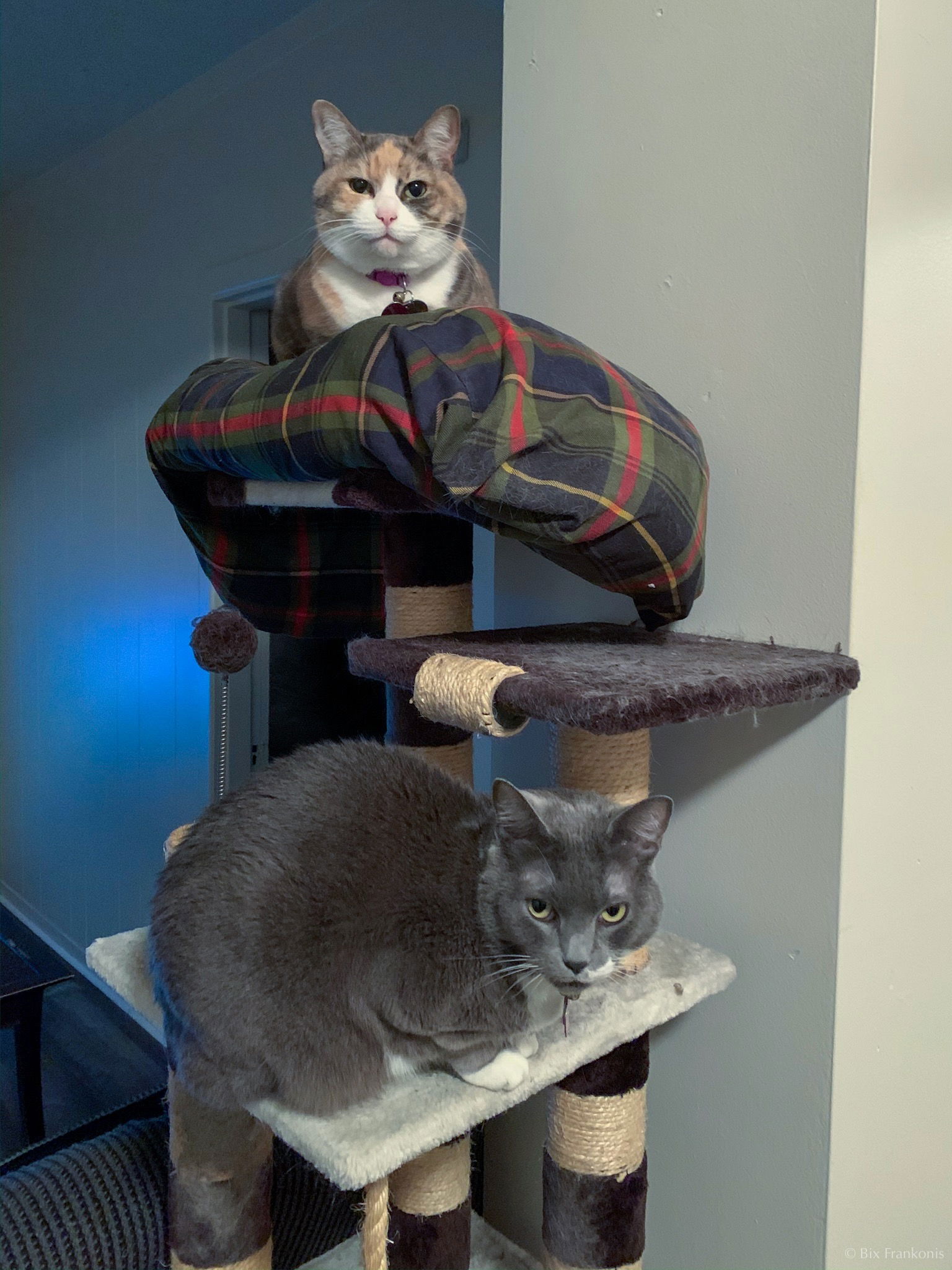 A diute calico domestic shorthair sits atop a cat tree, while a gray domestic shorthair with white markings sits one level down.