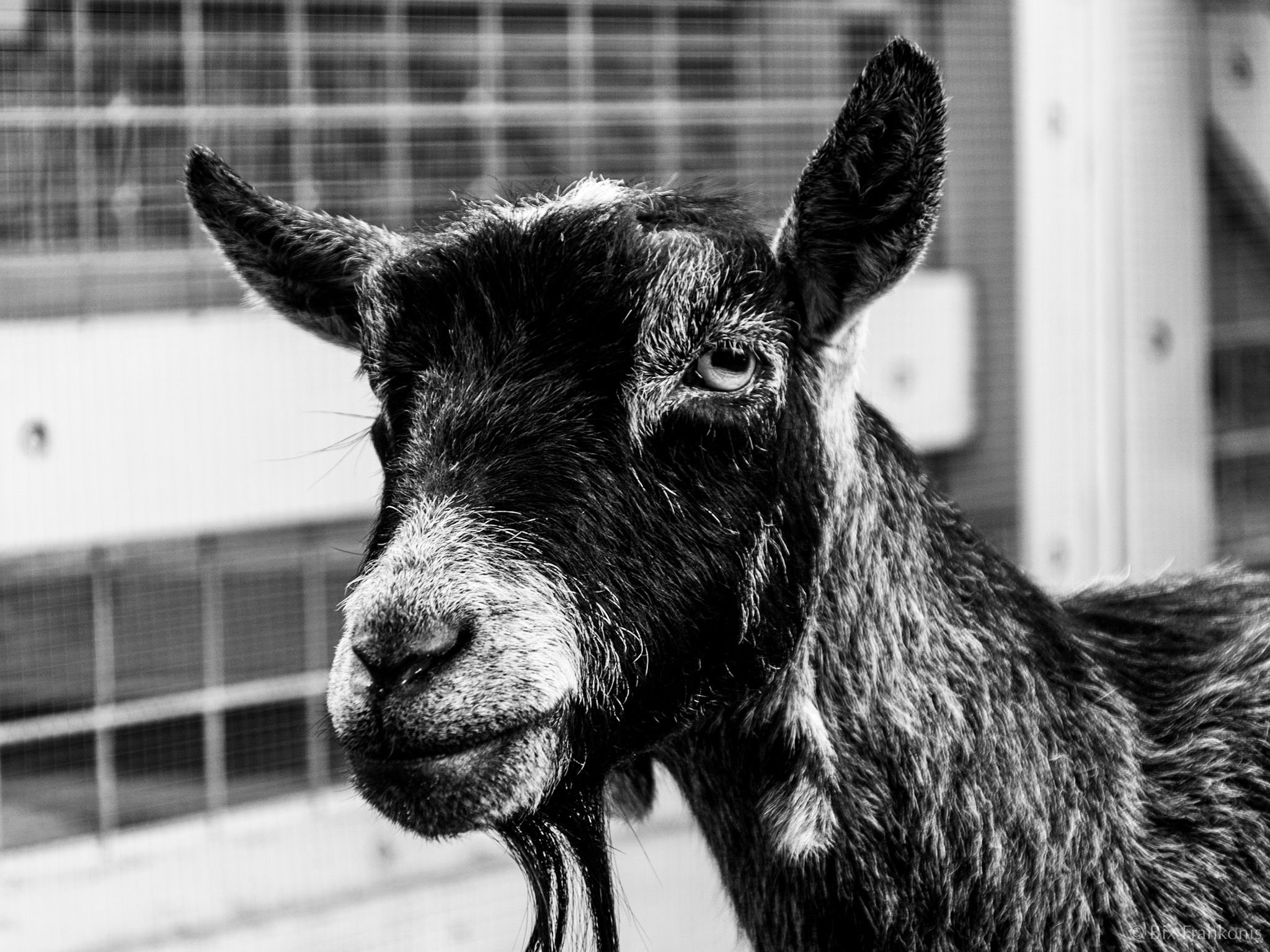 A black-and-white goat in three-quarter profile shot in black-and-white.