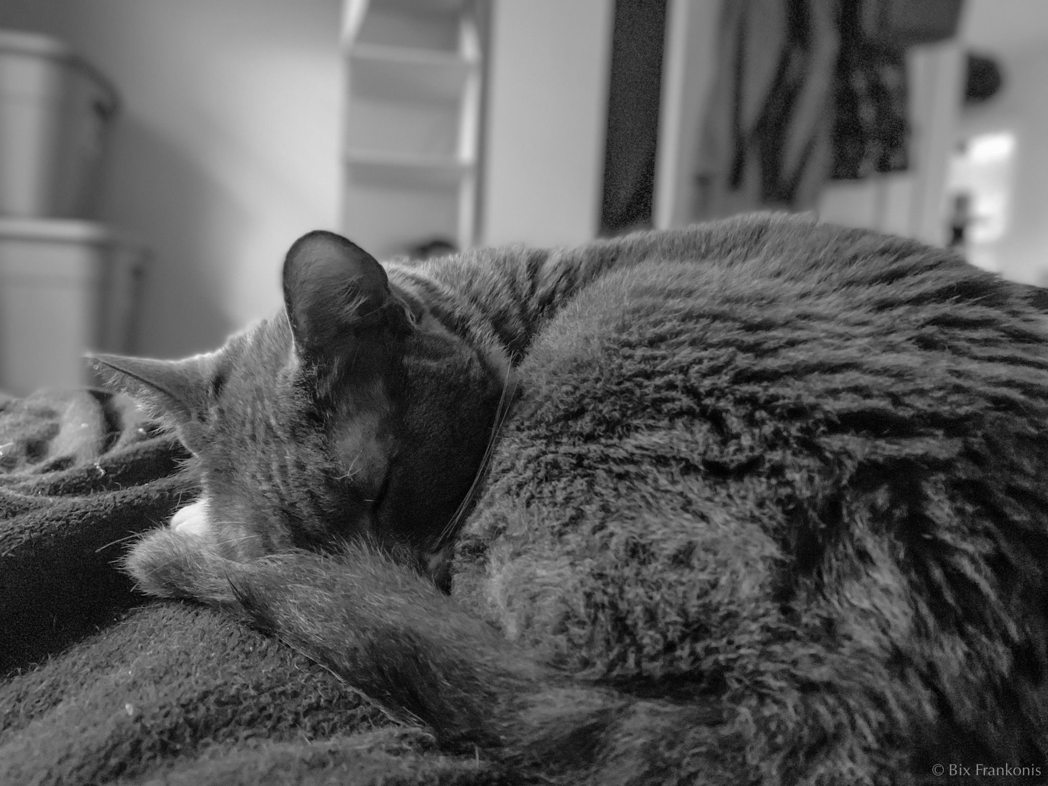 Black-and-white photo of a curled up, sleeping cat.